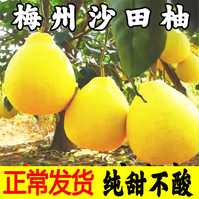 柚满园【纯甜不酸】梅州沙田柚子正宗特产广东金柚碌柚新鲜水果沙甜柚