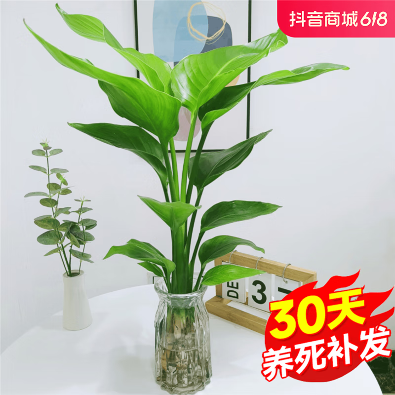 种花迷水培天堂鸟植物ins风桌面小绿植春季鹤望兰盆栽绿植室内客厅花卉 天堂鸟高30-40CM（一株苗）不带瓶