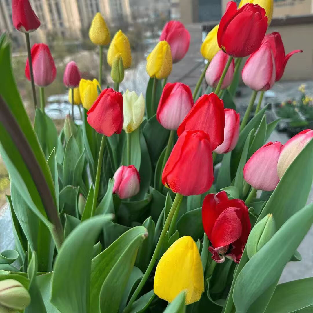 沭之美漳州水仙种球室内水培花卉阳台绿植盆栽耐寒水仙花 郁金香种球混色3个球【不含盆】