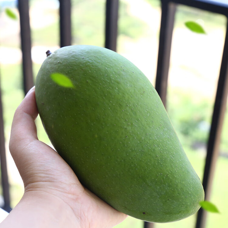 果迎鲜芒果 金煌芒 芒果 新鲜水果 生鲜 广西金煌芒果青皮芒青芒 净果