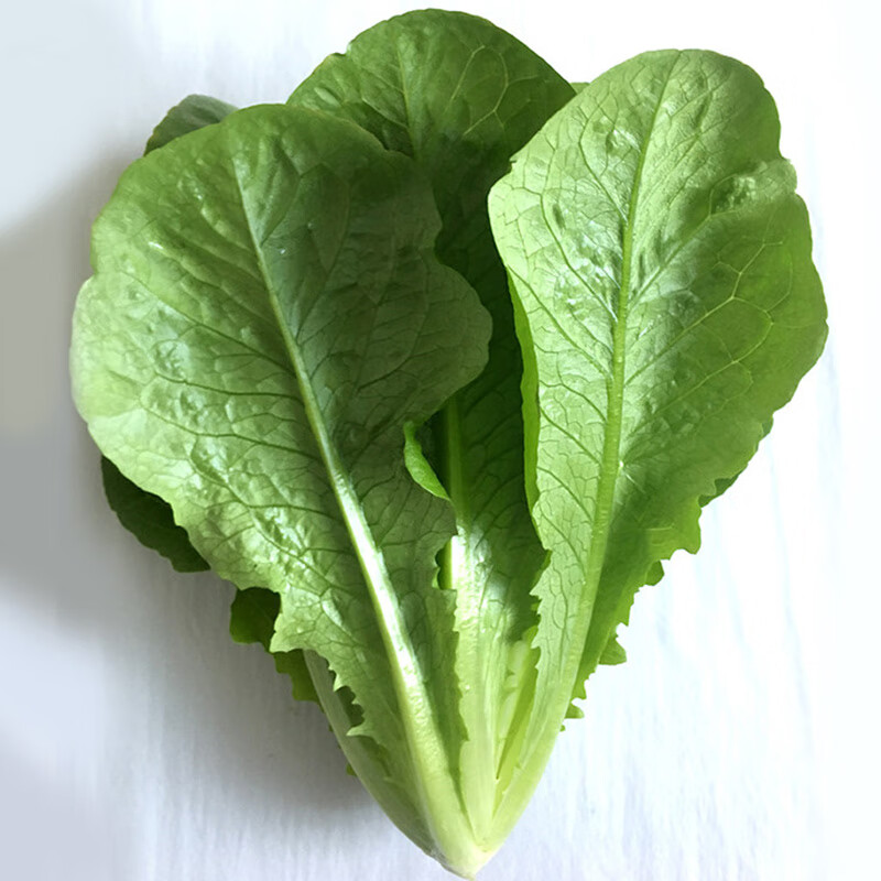 绿源禾心（LVYUANHEXIN）有机罗马生菜新鲜蔬菜山东有机农场顺丰直供多品组合任选绿源禾心 200g