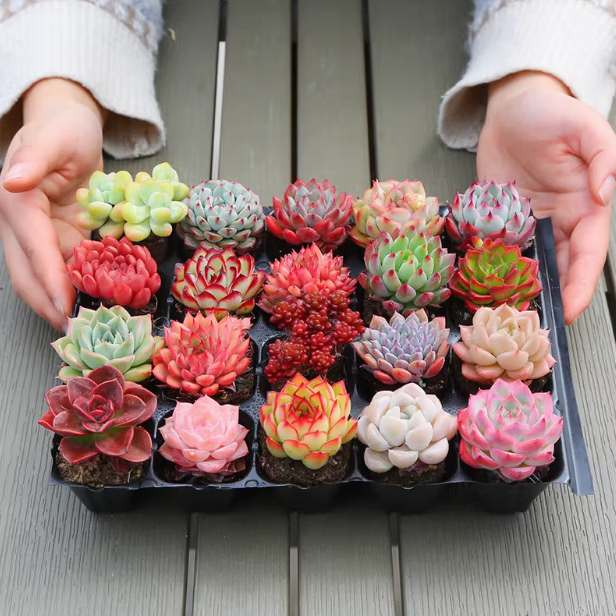 百潮盛多肉植物 小盆栽 豪华套装多肉组合桃蛋玉露绿植花卉园艺花卉 12颗植物不重复 选项文字有标注