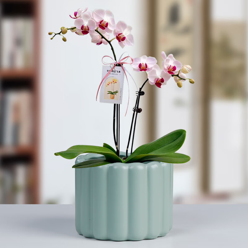 裕轩堂陶瓷花盆北欧家用简约亚光米黄轻奢奶油风蝴蝶兰多肉绿植小盆栽 JW01001(亚白) 中号