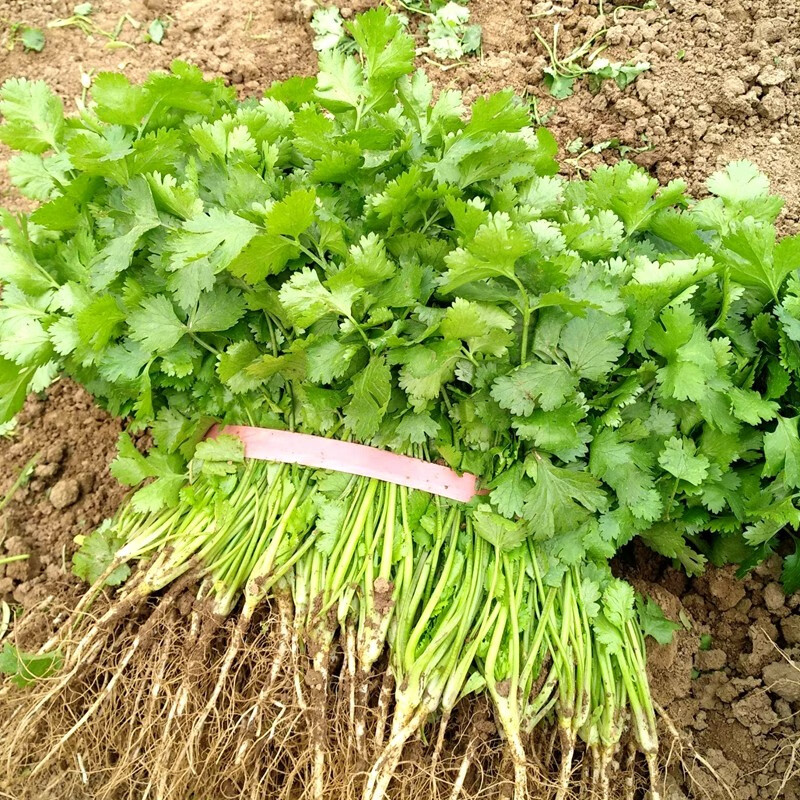 花语笙默四季播种蔬菜种子家庭种菜盆栽田园地栽菜种易种植易生长瓜果菜籽 四季大叶香菜种子（约900粒） 原厂封装1袋