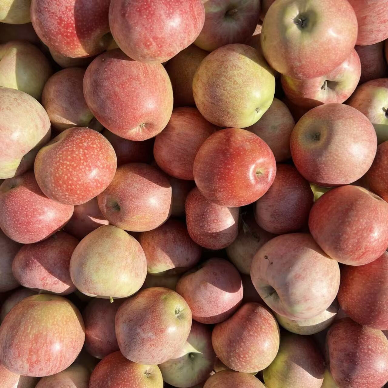 华北强正宗陕西秦冠苹果粉面香甜刮泥新鲜苹果新鲜水果整箱单果75-80mm 带箱5斤实惠装【净重】