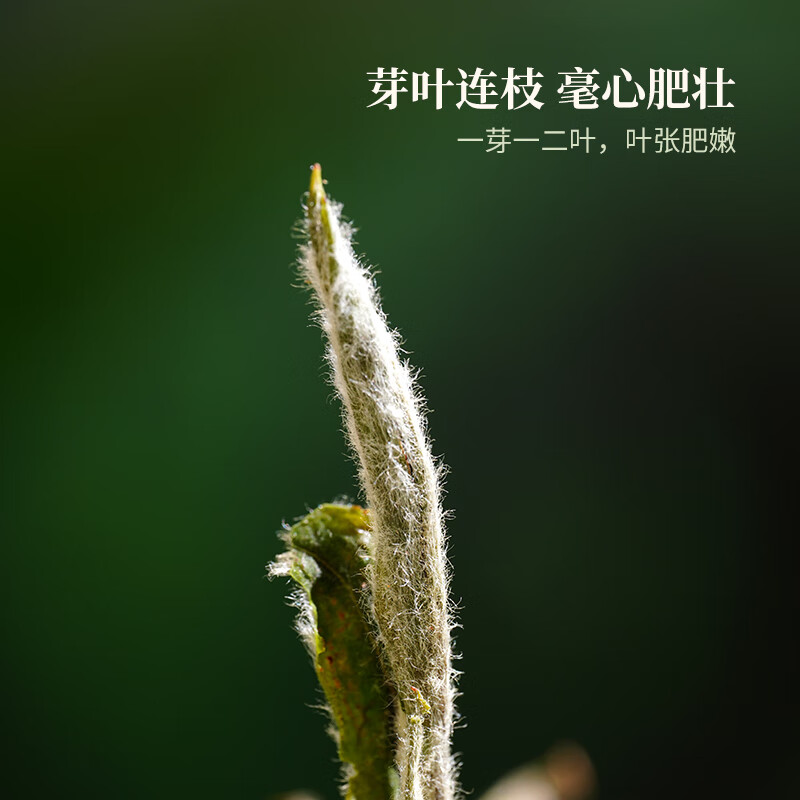品品香福鼎白茶【源头直发】2025新茶特级花香白茶白牡丹茶叶40g春茶