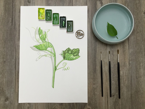 《南瓜藤》零基础大白话水彩课