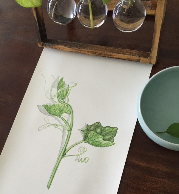 《南瓜藤》零基础大白话水彩课