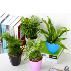 每日白菜精选:游戏键盘、苹果钢化膜、绿植盆