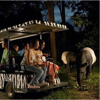 每日一景点：一个考眼力的夜间野生动物园：新加坡Night Safari
