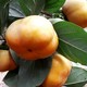 野竹林 脆柿子 5斤（12-15个大果 ）