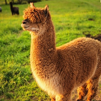 特价机票:天津航空 全国多地往返日本\/澳大利亚