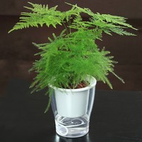 慎思苑 水培植物 文竹*3盆 送营养液+喷壶+种子 *3件