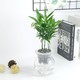 爱可达 水培植物盆栽 小椰树/兴旺竹