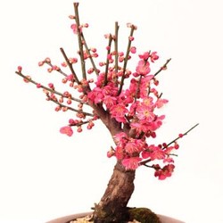 绿丝绦 腊梅盆景树苗盆栽包红梅 6年苗    2-3公分