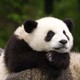 限时特惠：广州长隆野生动物世界 成人门票
