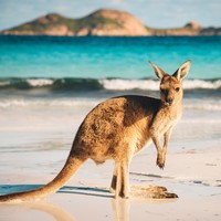 特价机票：五星海航 深圳-澳大利亚/新西兰5-30天往返含税