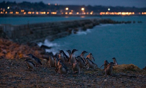 新西兰奥马鲁Oamaru 夜观小蓝企鹅归巢之旅