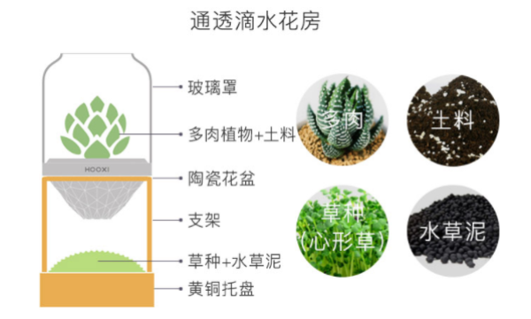159元,附赠心形草草种 水草泥 1株多肉植物 土壤基质 种植工具温室