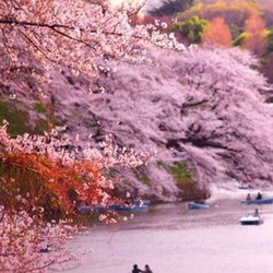 日本樱花已开放 史上最早？