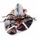  限上海：加拿大鲜活龙虾 450-560g 1只 *2件　