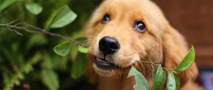  你的小汪吃什么~汪星人的口粮推荐榜