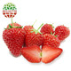 移动专享：黄河畔 新鲜奶油草莓 650-750g 礼盒装