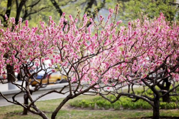 赏花攻略：江浙沪自驾2小时可直达