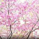 酒店特惠：武大的樱花开了！这个3月，你想和谁走在这樱花大道？
