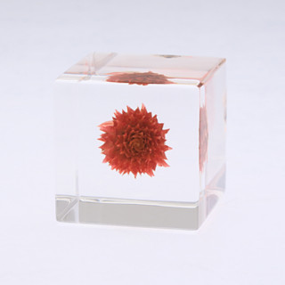 sola cube 千日红植物标本立方体