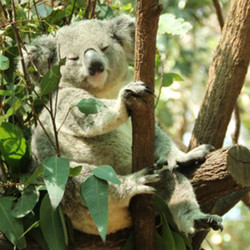 神奇的动物在哪里？在澳洲可伦宾野生动物园，卖萌已经是动物们的必修课