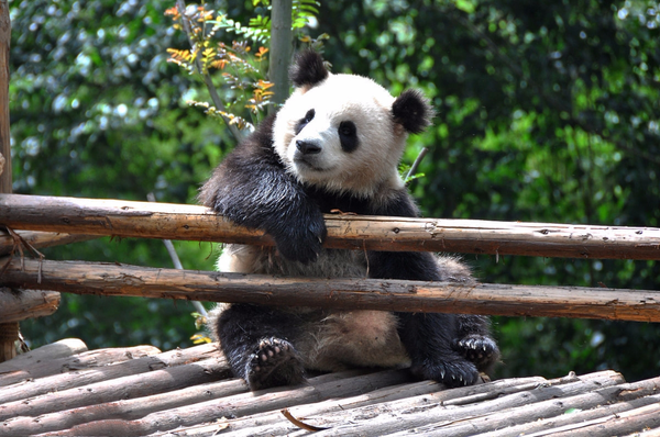 成都大熊猫基地 爱心饲养员！