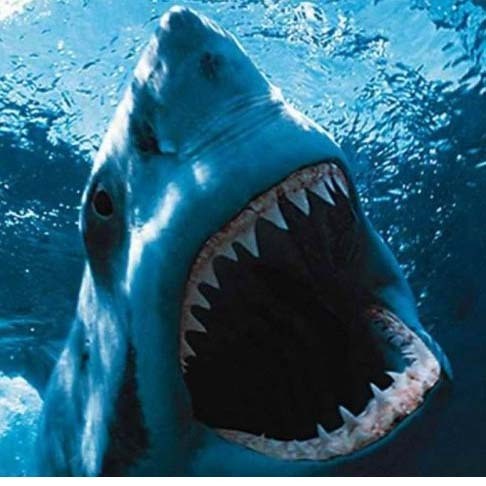 ▲斯皮尔伯格的《大白鲨》创造了一系列票房记录，也在一段时间内使得海滩无人敢去度假