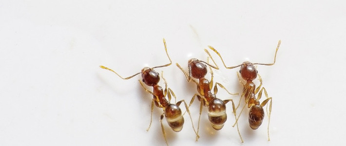  消灭家中飞虫爬虫拜耳杀虫产品推荐榜