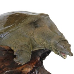 冷江 鲜活生态余姚甲鱼 三年以上母鳖 850g