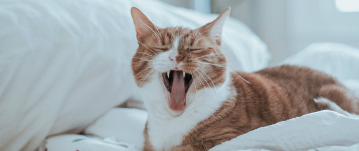  铲屎官看过来~618必买榜猫砂篇