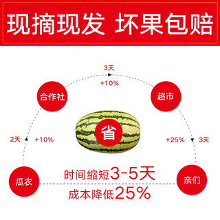  宁夏中卫硒砂瓜 10斤