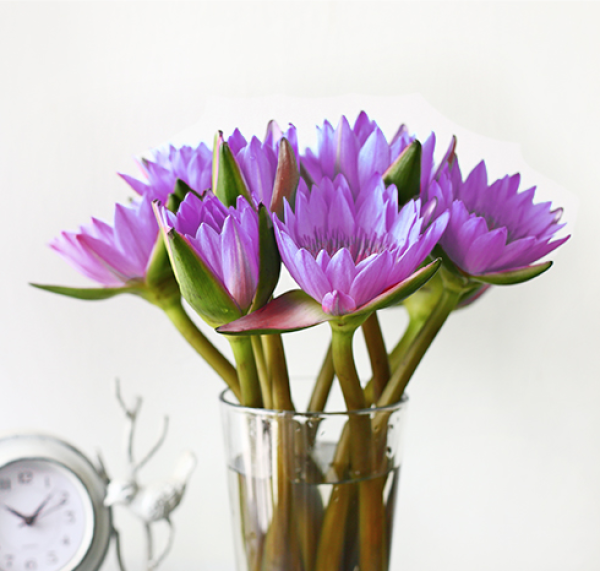 商品 flowerplus 花加 单品鲜花 睡莲单束*10支