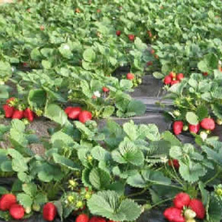 DS 北京东升种业 水果种子 草莓 150粒
