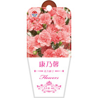 DS 北京东升种业 花卉种子 康乃馨 20粒