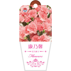 DS 北京东升种业 花卉种子 康乃馨 20粒 *3件