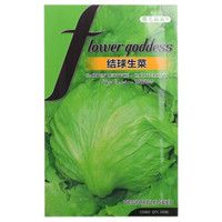 花儿朵朵 蔬菜种子 结球生菜 200粒