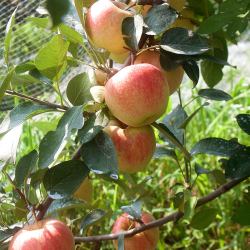 烟台粉苹果面苹果小刮泥宝宝吃的新鲜嘎啦旮旯