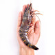 PLUS会员：京东生鲜 泰国活冻黑虎虾（特大号） ( 17-26只 850g)