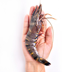 京东生鲜 泰国活冻黑虎虾（特大号） ( 17-26只 850g)