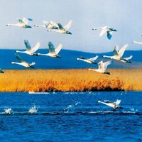 每日一景点：林海、松叶、湖水……这片秋景是大漠深处的一副画