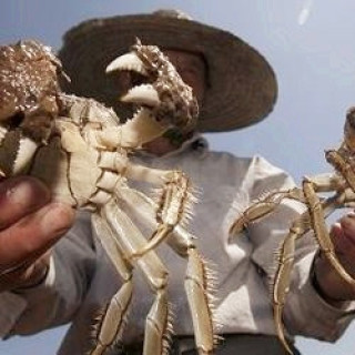 秋高氣爽菊花天，持螯把酒賽神仙