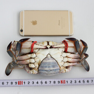 丰度 青岛鲜活梭子蟹 (500g/两只)