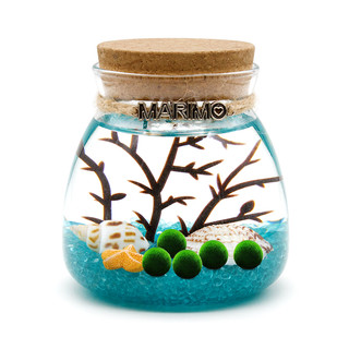 marimo 海藻君 生态瓶