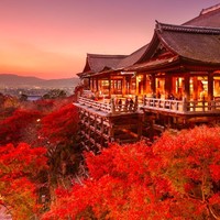每日一景点：去日本看樱花太落伍了，真正会玩儿的都在秋天去赏枫！